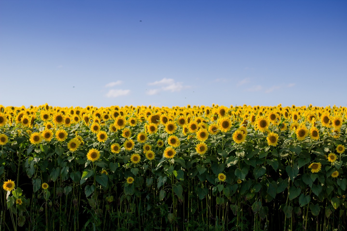 Beautiful sunflower field with a clear blue sky in the background